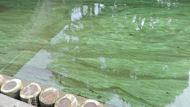 На нескольких рижских пляжах замечены сине-зеленых водоросли