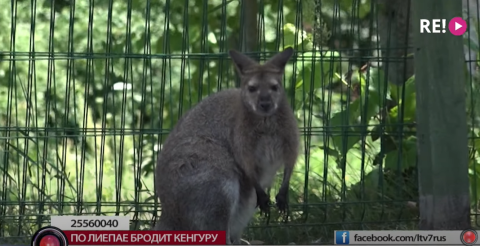 По Лиепае уже месяц бегает неуловимый кенгуру