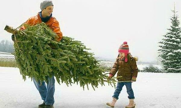 Где и как в Латвии можно бесплатно срубить елку к праздникам