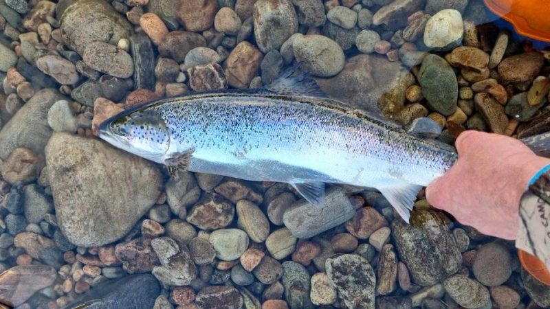 В море планируют разводить форель