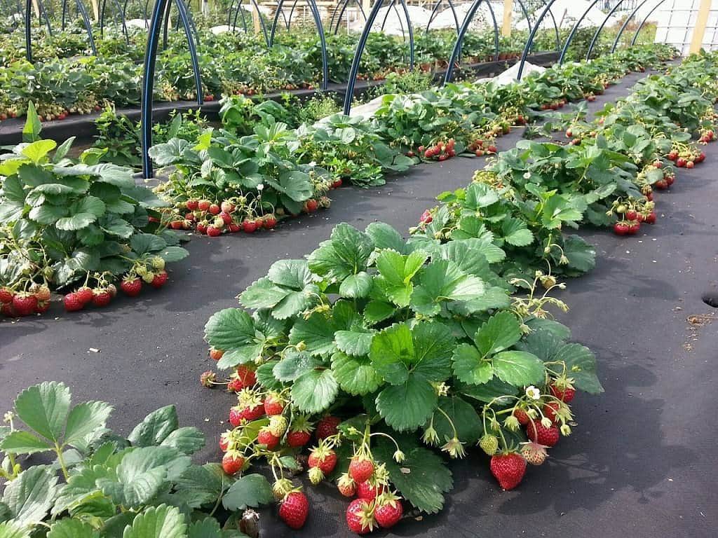 Жара губит урожай клубники