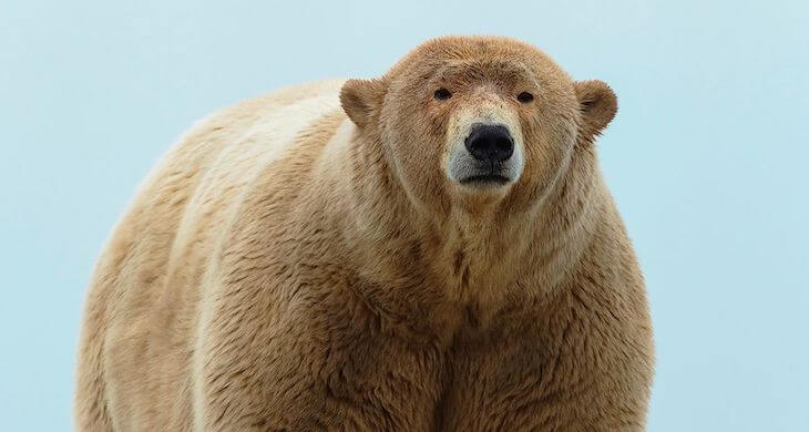 Пизли, кидус и нарлуга: природа создает новые виды животных