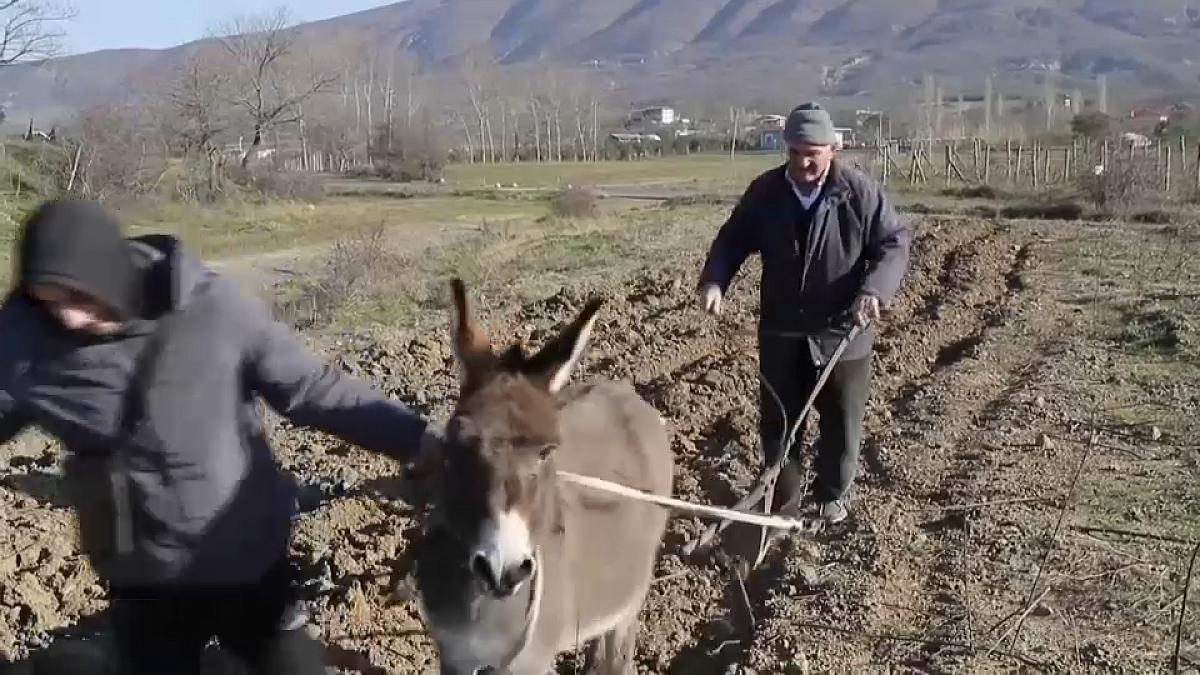 Фермеры пашут на ослах - топливо для трактора сделает овощи "золотыми"