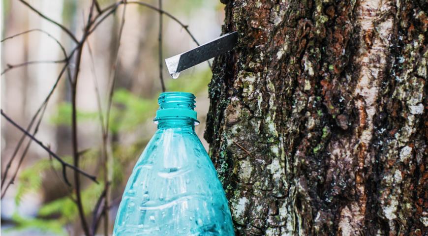 Диетолог предупредила об опасности березового сока