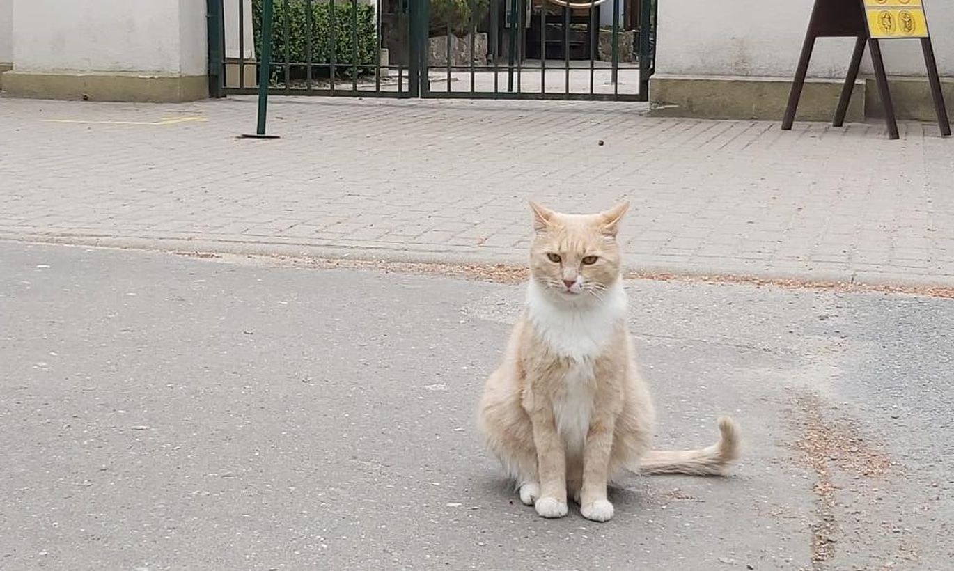 Помогите найти кота Рижского зоопарка Рудиса! Пропал на Янов день