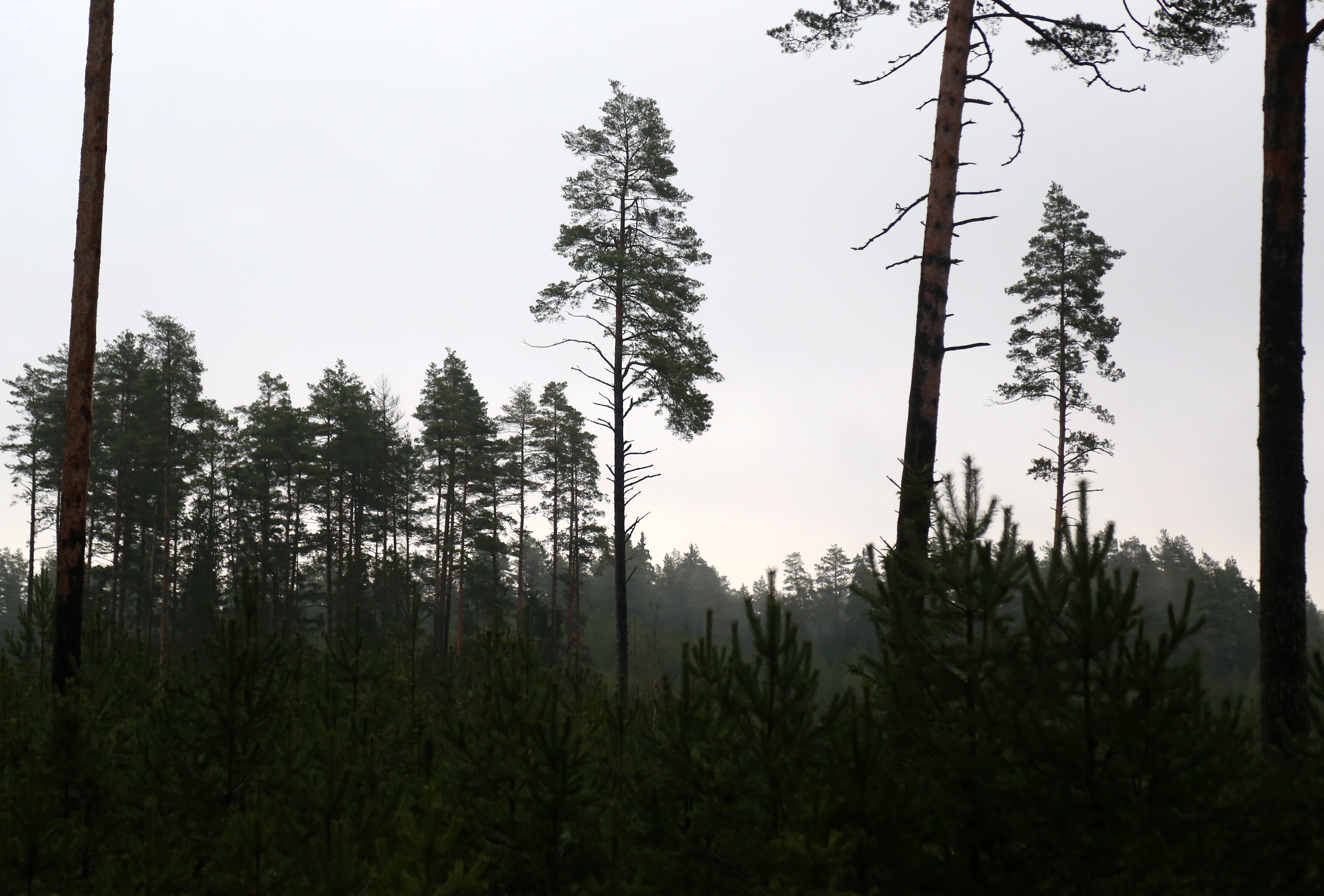 Mežizstrādes uzņēmuma "Metsa Forest Latvia" apgrozījums pērn sarucis