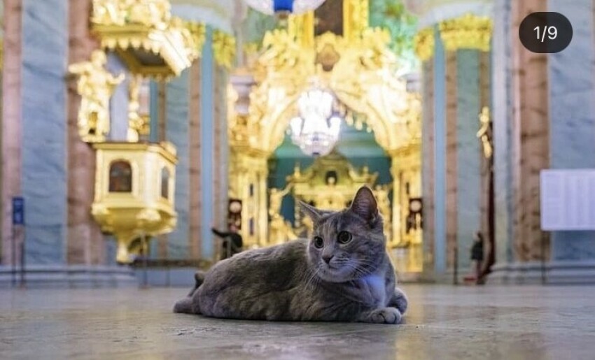 Из Эрмитажа в Петропавловскую крепость. Кошка Серафима поменяла место работы
